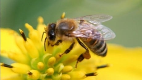 Min. Agriculturii pune în pericol siguranța cetățenilor