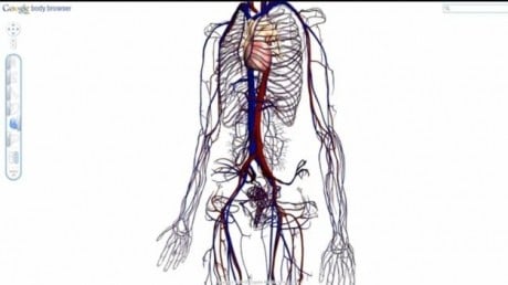 Google Body: Noua hartă a corpului omenesc, în 3D