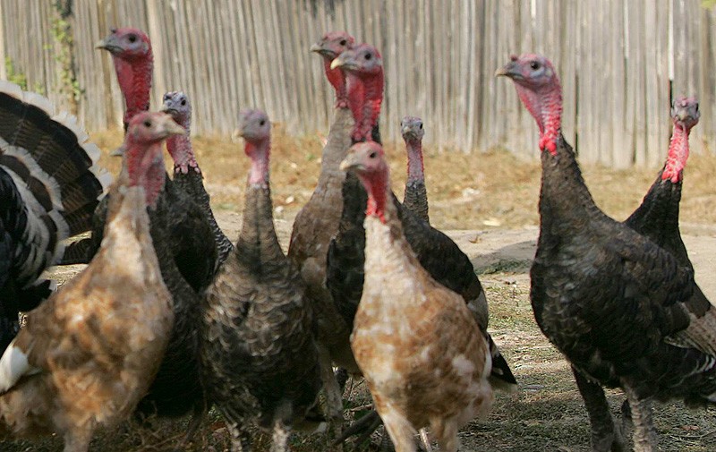 DNA, devorată de curcani!