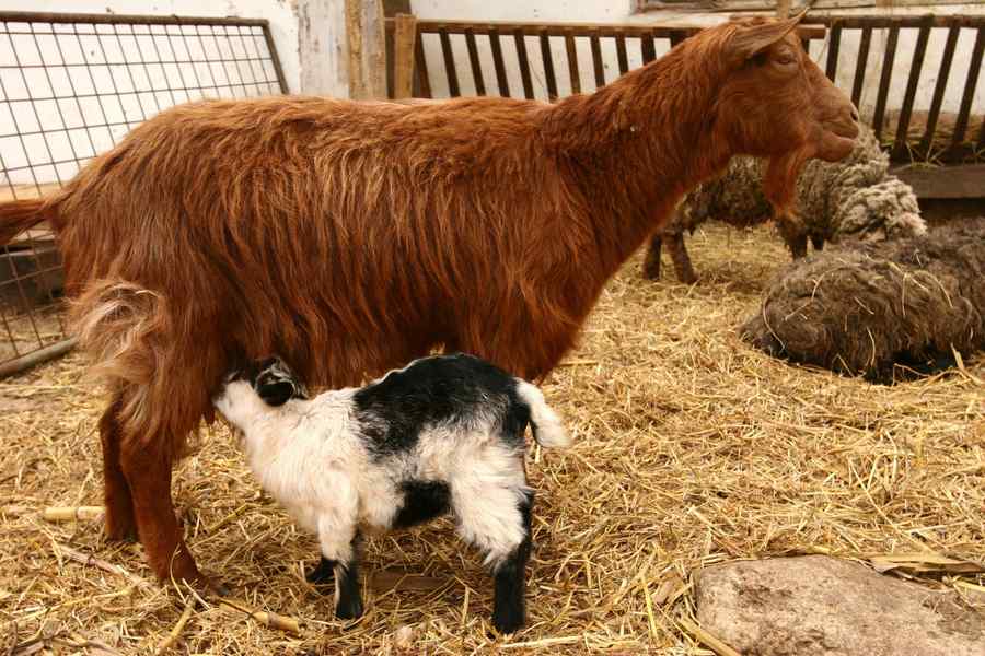 Revoltă față de limitarea numărului de animale din gospodării