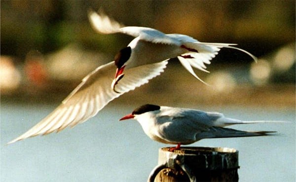 Recordul migraţiei: Rândunica arctică parcurge 71.000 de kilometri anual