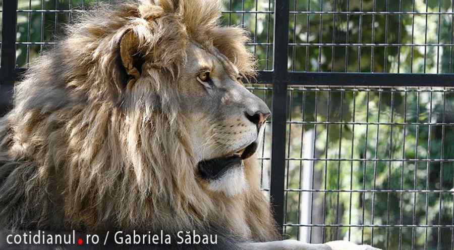 Un leu i-a smuls o ureche unui copil la Grădina Zoologică din Braşov
