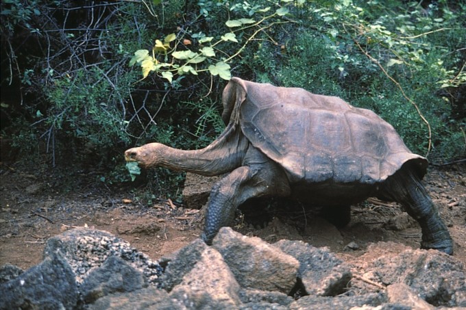 A dispărut o specie de ţestoase uriaşe de Galapagos