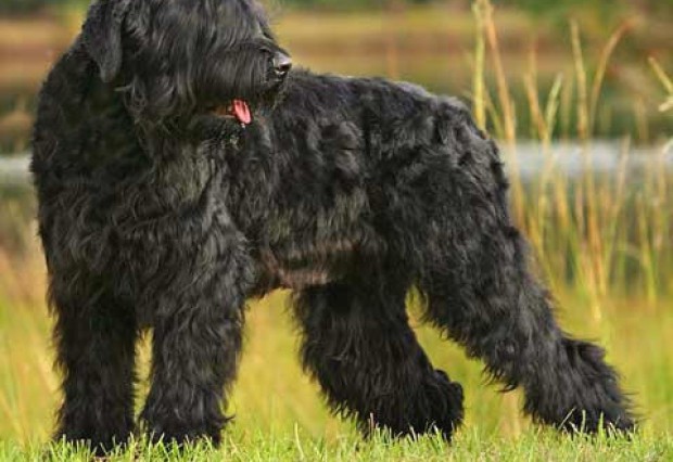 Ironii în presa rusă, după ce Putin i-a dăruit lui Chavez „câinele lui Stalin”