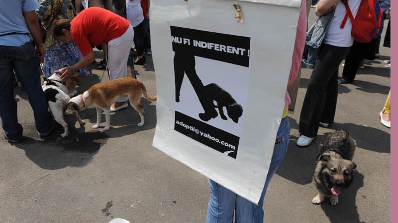 Iubitorii de animale au ieşit în stradă