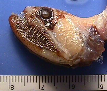 Cinci pescari au fost muşcaţi de peştele dragon sau de dracul-de-mare