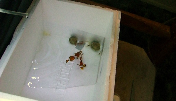 Aclimatizarea noilor pești de acvariu