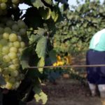 Aproape un milion de dolari pentru o sticlă de vin la licitație în SUA