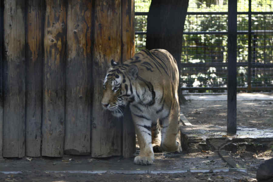 Felinele scăpate de la grădina zoologică au fost prinse