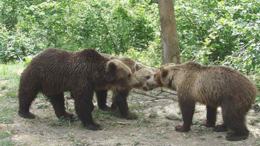 Din cauza unui urs s-a produs o nenorocire