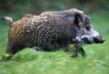Germania este invadată de mistreţi radioactivi, la 24 de ani după Cernobîl