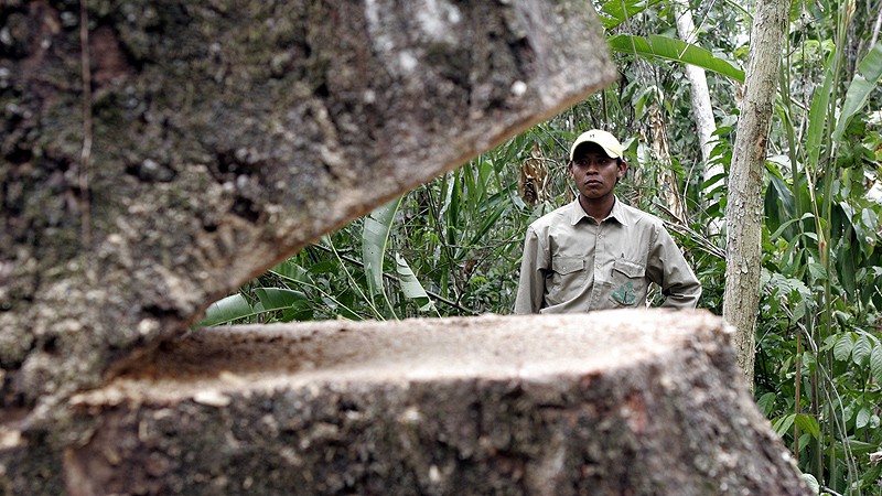 20% din speciile de plante cunoscute ar putea dispărea din cauza omului