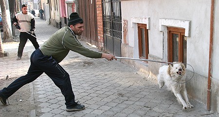 În greva foamei din cauza câinilor vagabonzi
