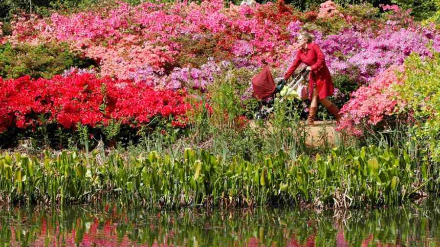 Ambalaj care se transformă în flori