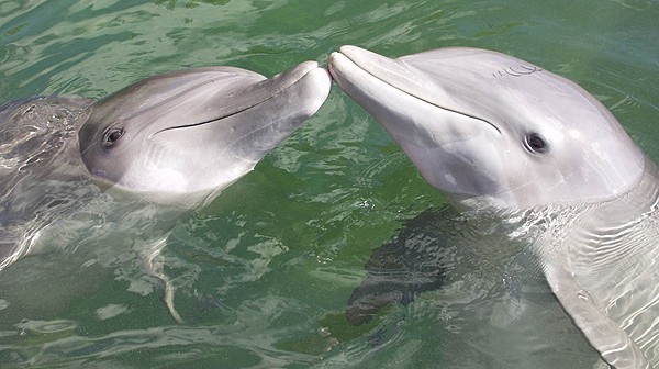 Trei delfini din China, găzduiţi la delfinariul din Constanţa