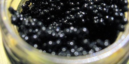 Aproape 100 de kilograme de morun şi 17 kilograme de icre negre, confiscate