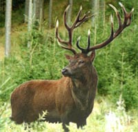 Misterul unui cerb roşu domină Anglia