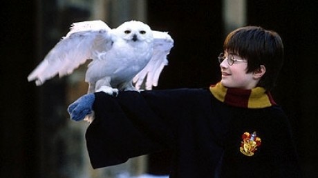 Harry Potter, vinovat pentru dispariţia bufniţelor din India