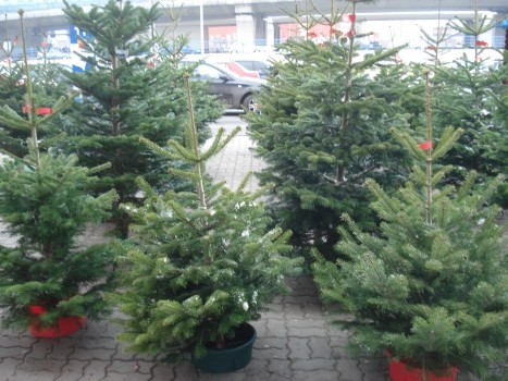 Peste 4.500 de brazi de Crăciun, confiscaţi în ultima săptămână