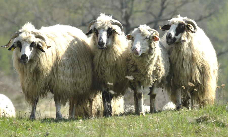 Progresist la oi m-aș duce