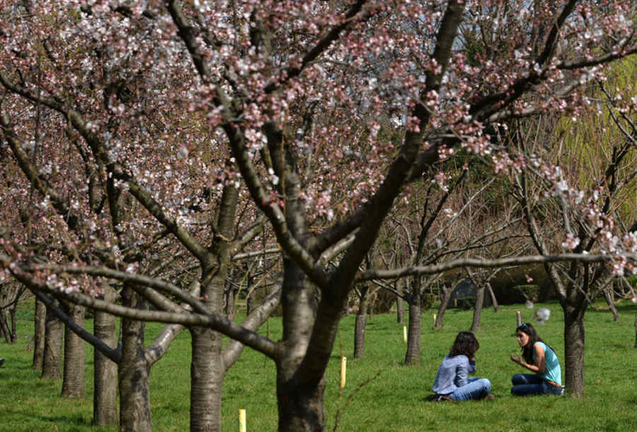 Grădina Japoneză, Herăstrău