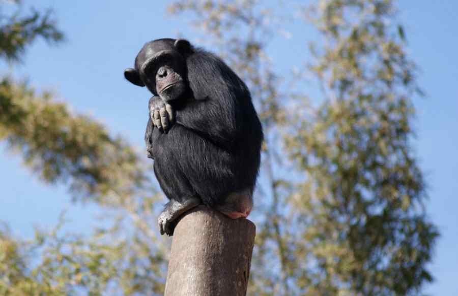 Moda uleiului de palmier poate duce la dispariţia cimpanzeilor