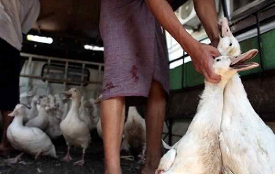 Olanda – Depistarea unor noi focare de gripă aviară