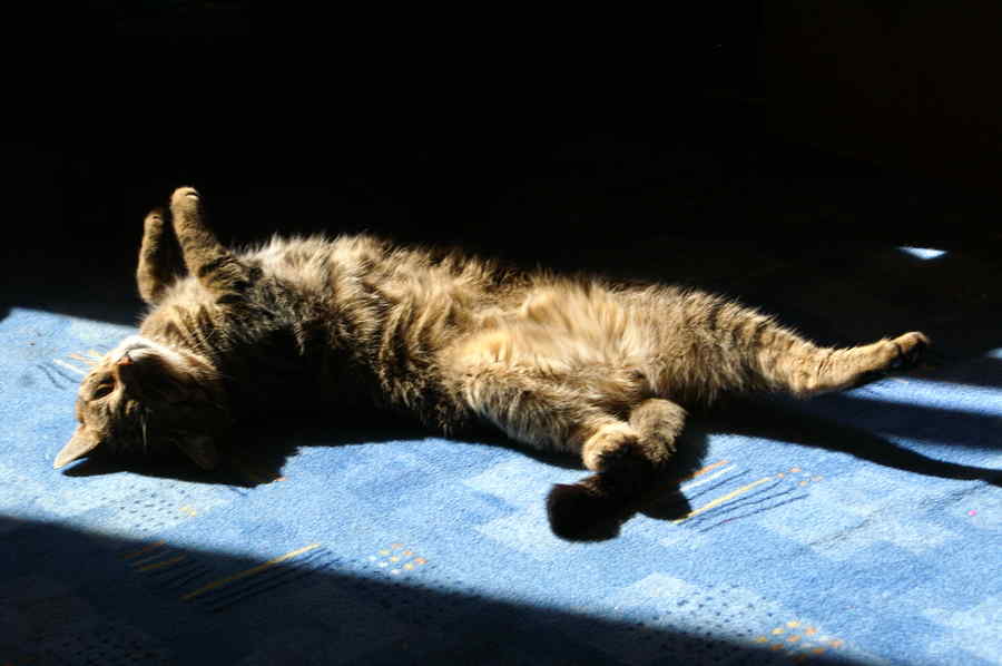 Ploaie de pisici la Spitalul Județean Constanța