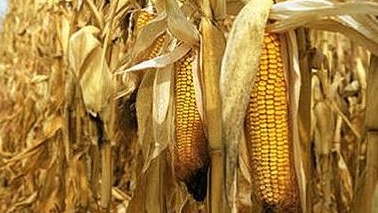 Cerealele ucrainene: Kievul este tot nemulțumit