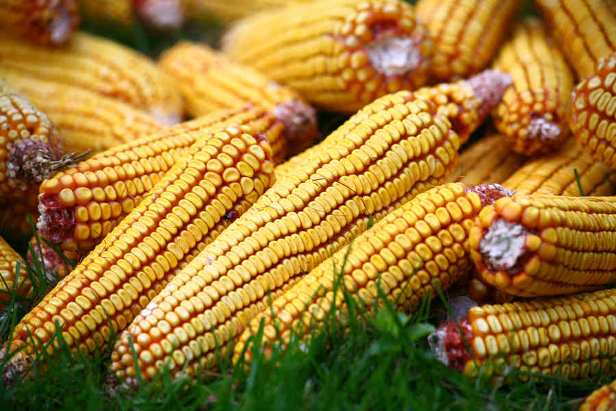 Bloomberg: UE va fi nevoită să facă importuri masive de porumb