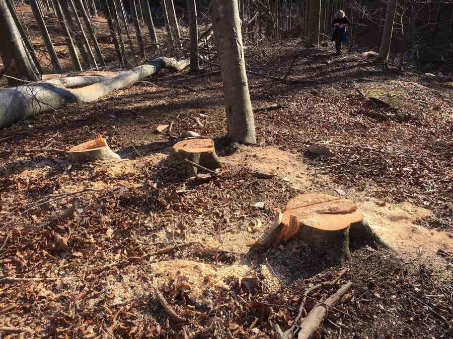 Trimis în judecată. Mită, ca să închidă ochii când furau lemne