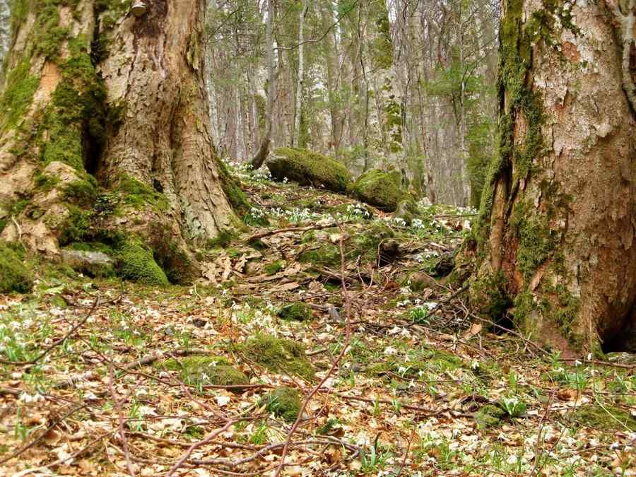 Ordinul care salvează de la tăiere o pădure virgină