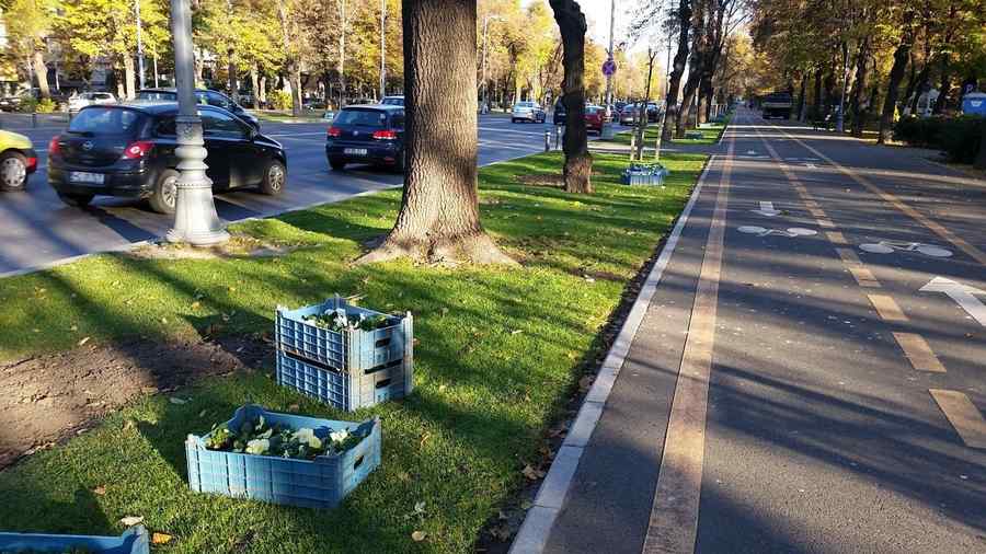 În sectorul 1 a reînceput „operațiunea panseluța”
