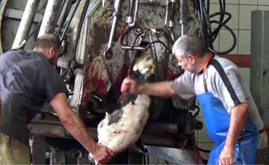 Sute de mii de animale exportate anual agonizează cu voie de la autorități