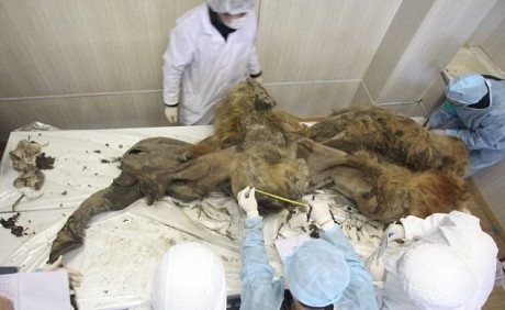 Un mamut mort acum 10.000 de ani, găsit aproape intact