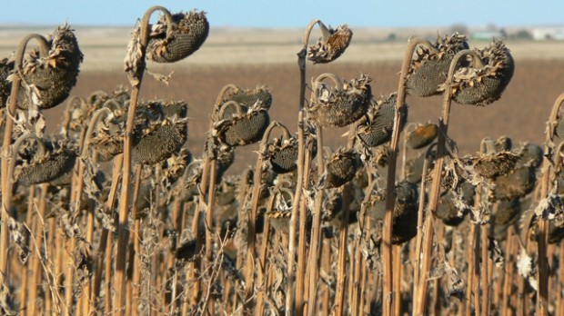 Ministerul Agriculturii îi va ajuta pe ţăranii care au culturile calamitate din cauza secetei