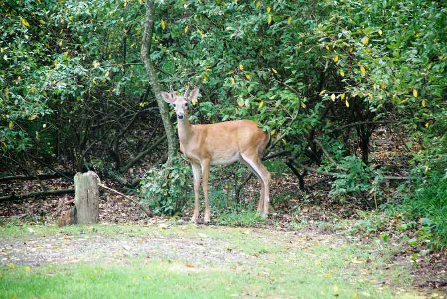 Căprioare filmate în Semenic (video)