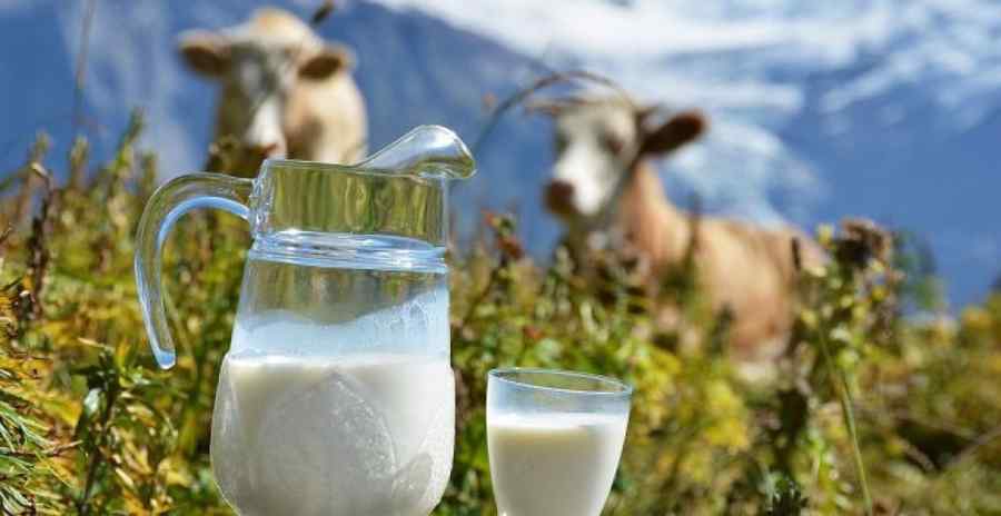 Mari producători de lactate, amendaţi pentru licitații trucate