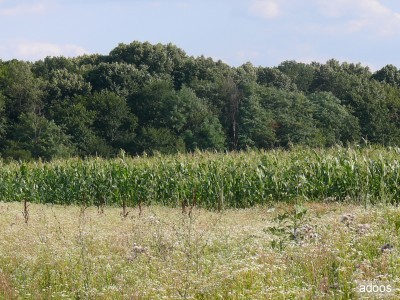 Pădurea Scroviştea, transferată la RA-APPS ca fond de vânătoare pentru Preşedinţie