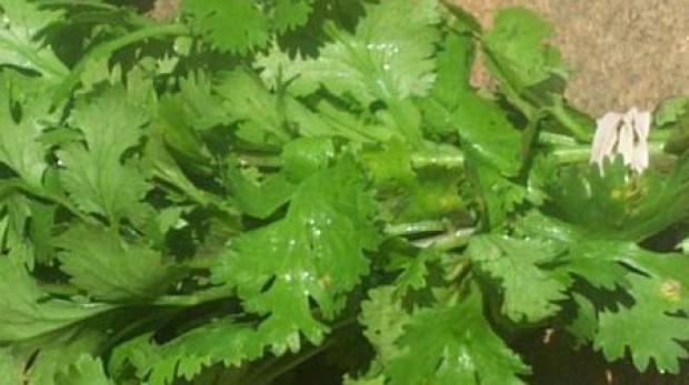 Pătrunjelul: planta-medicament