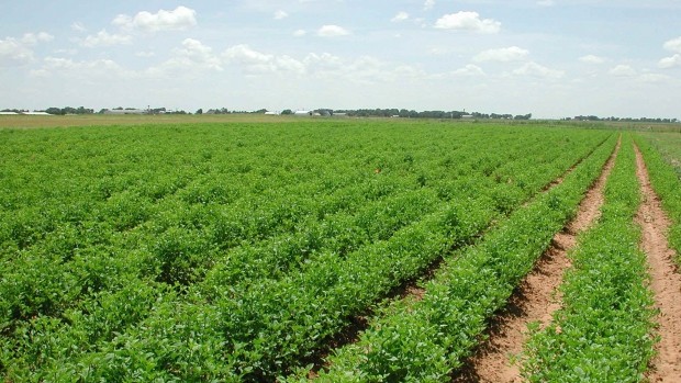 Asociaţia Bio România: Agricultura bio are un mare viitor în România