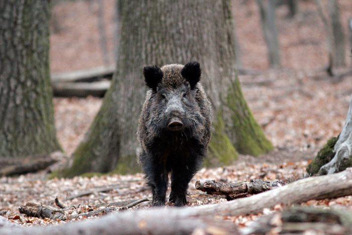 Atenție, români! Intrăm în Anul Mistrețului