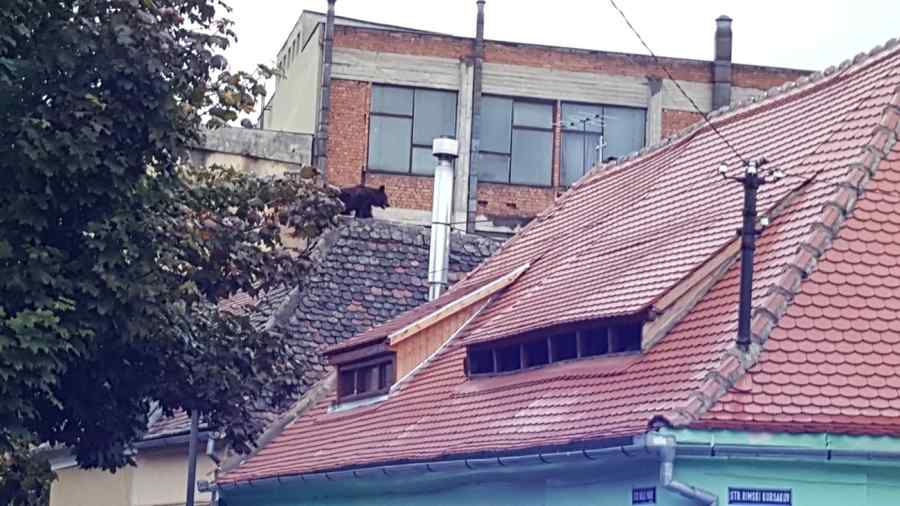 Nicu Alifantis: Hai, plimbă ursu