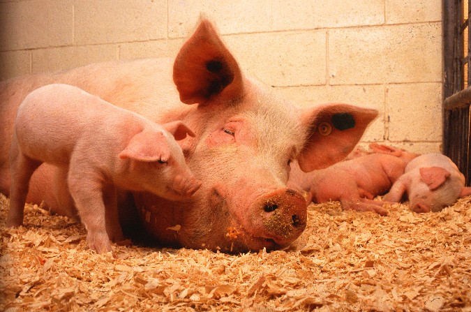 CEC Bank lansează Creditul APIA – Bunăstare porcine