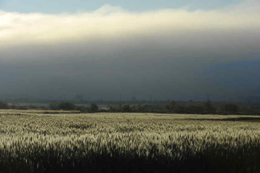 Dimitrie Muscă: Rar ne-a fost dat să avem aşa grâu la această vreme