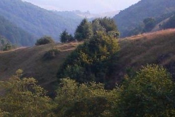 PSD vrea toate pădurile din Clujul cel putred de corupt