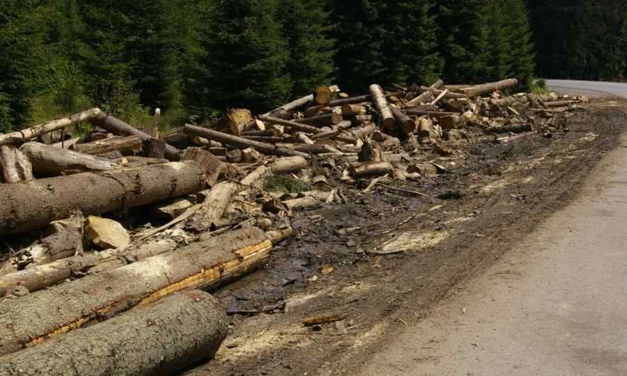 Bourgeon echo place Avocatul Poporului intervine în defrişarea pădurilor