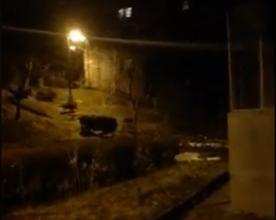 Mistreții la plimbare prin oraș (VIDEO)