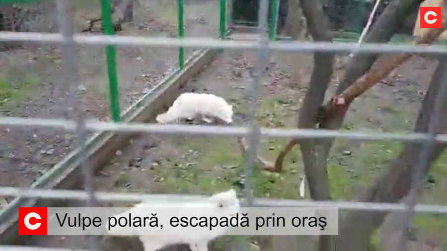 Vulpe evadată din Microrezervația Constanța