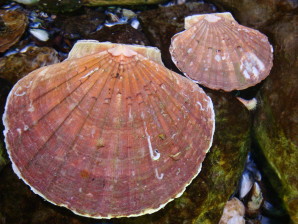 Scoici Saint-Jacques a la provencale